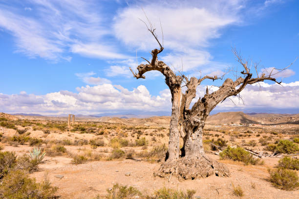 desert tabernas in almeria province spain - alb imagens e fotografias de stock