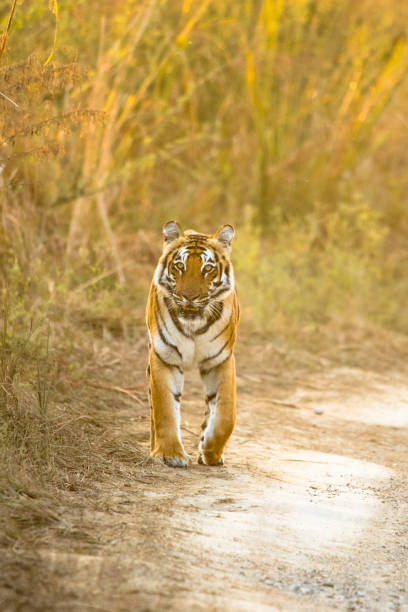 皇家孟加拉虎的美麗漫步。 - jim corbett national park 個照片及圖片檔