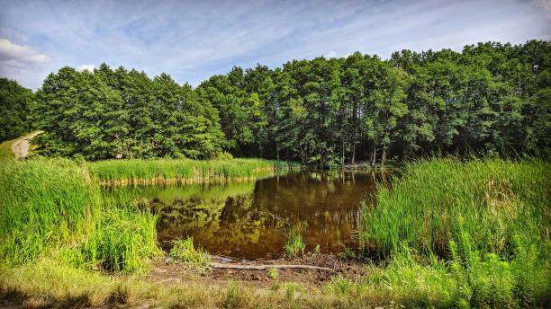 istock The summer landscape in july 1256522840