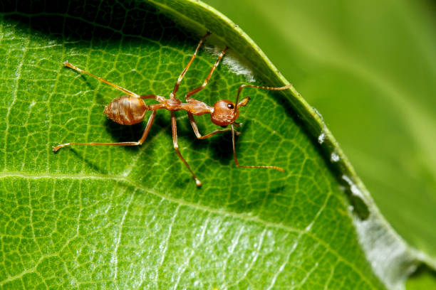 istock macro red ant on green leaf in nature at thailand 1256523400