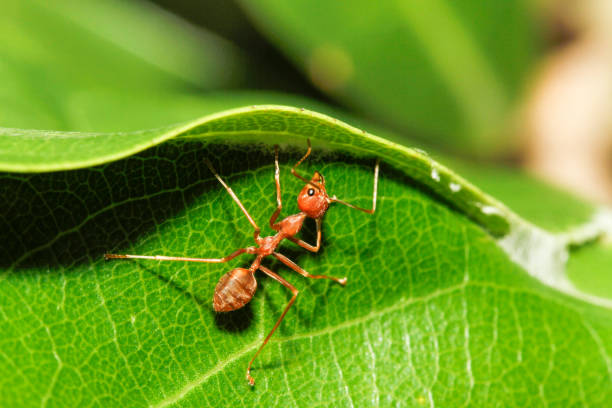 istock macro red ant on green leaf in nature at thailand 1256523418