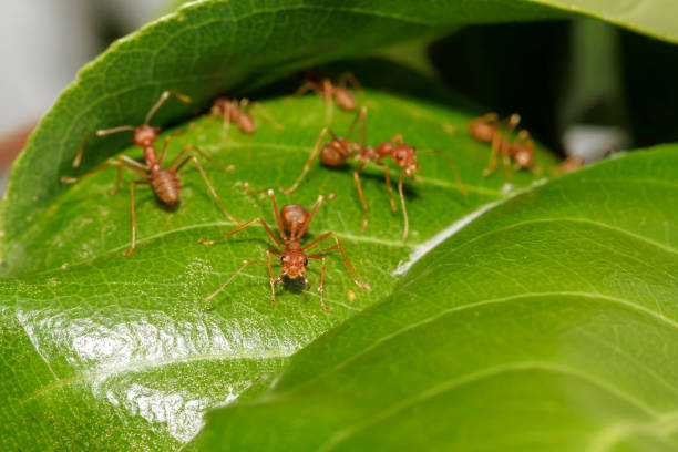 istock macro red ant on green leaf in nature at thailand 1256523489