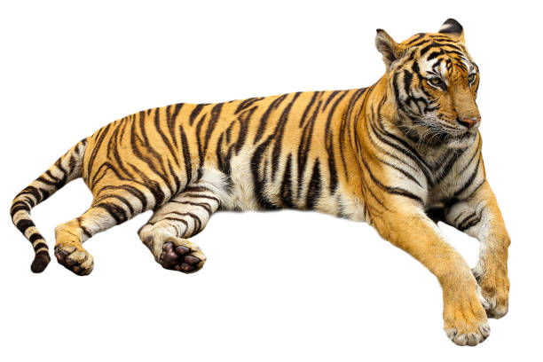 le grand tigre s’asseoir est le repos sur isolé pour l’animal de la faune en thaïlande - seated tiger photos et images de collection