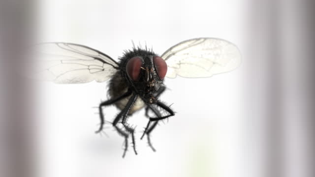 Slow motion house fly