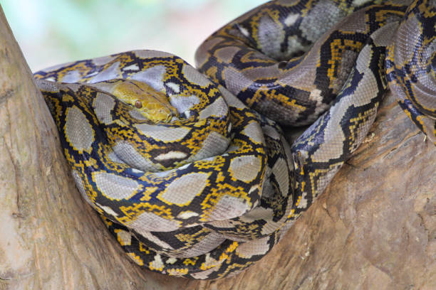 istock Close up Head big burmese python snake in body on stick tree at thailand 1256523954