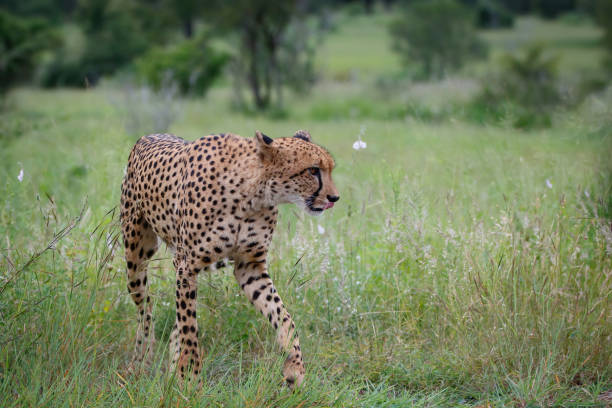 istock Cheetah in Kruger National Park 1256523991
