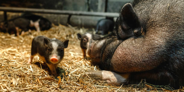 istock A curious newborn piglet is looking at the camera while being next to her mother. 1256524306