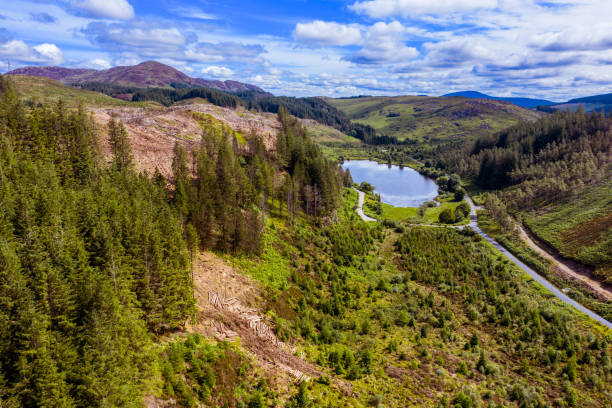 High angle view captured by a drone of an area of pine forest with recently felled trees An image captured by a drone as it is flown over an area of forest with recently felled trees.
The location is Dumfries and Galloway in south west Scotland captured on a bright summer day. Galloway Hills stock pictures, royalty-free photos & images