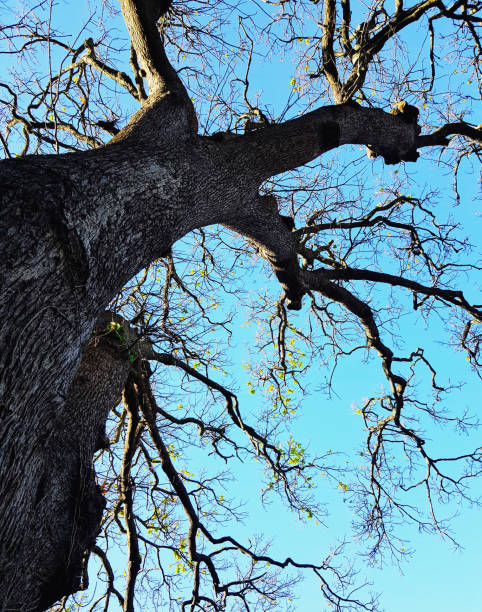 istock First fresh new leaves on a bare winter oak tree in springtime 1256525971