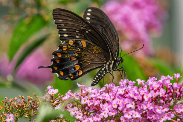 istock Black swallowtail butterfly feeding on pink flowers 1256525977