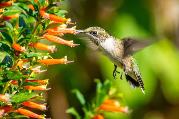 istock Hummingbird feeding from red flowers 1256526141