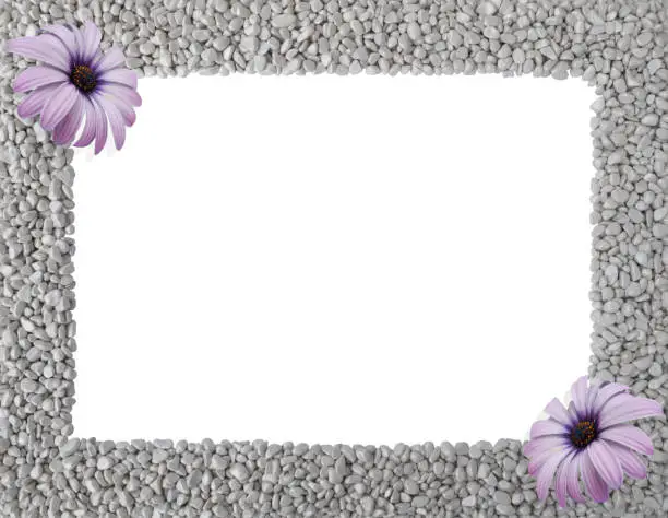 Summer or autumn frame made of grey stones,smooth pebbles,piles of rock with pink flowers of Osteospermum Sunny Violet Halo in two corners.Rectangular empty copy space.Close up nature design for text.