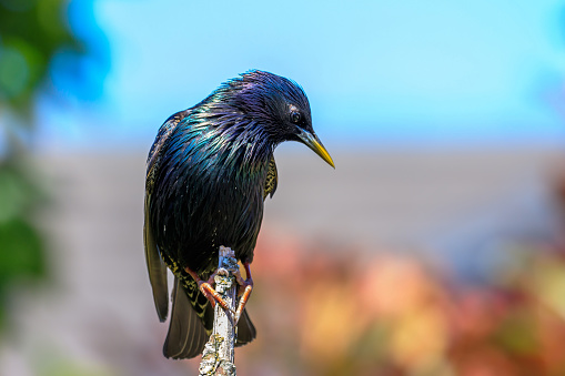 Sunlit Starling perched on a branch