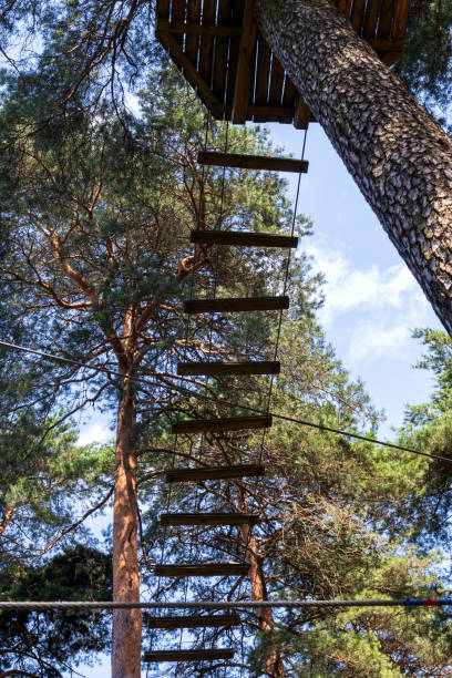 istock Ladder for an obstacle course in the forest. Extreme sport. 1256528696