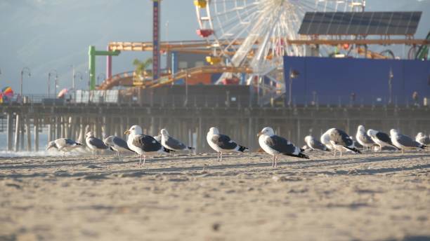 mewy na słonecznej piaszczystej plaży w kalifornii, klasyczny diabelski młyn w parku rozrywki na molo w santa monica pacific ocean resort. letni widok, symbol los angeles, ca usa. koncepcja podróży - amusement park ferris wheel pier california zdjęcia i obrazy z banku zdjęć