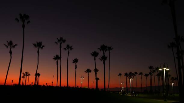 istock California summertime dusk twilight aesthetic, purple dramatic sunset. Palm tree iconic silhouettes on famous Venice beach, Santa Monica pacific ocean resort, Los Angeles CA USA. Atmospheric sundown 1256529991