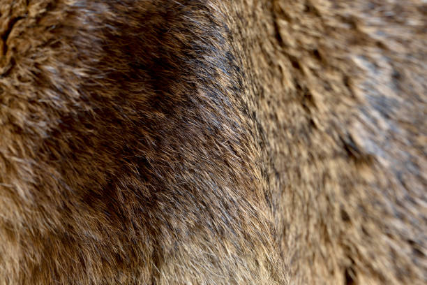 istock Fur yellow brown rabbit background texture 1256530299