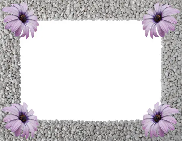 Summer or autumn frame made of grey smooth pebbles,piles of rocks with pink flower of Osteospermum Sunny Violet Halo in corners.Rectangular empty copy space.Close up nature design for text,card,blank.