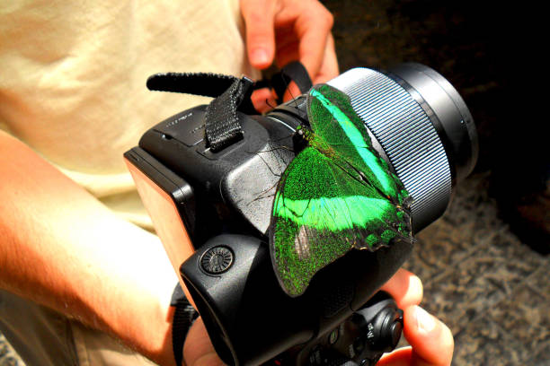 istock Bright Green Butterfly on Camera with Soft Background 1256533276