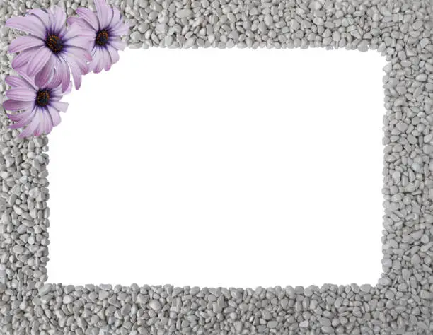 Summer or autumn frame made of grey smooth pebbles,piles of rocks with three pink flower of Osteospermum Sunny Violet Halo in upper corner.Rectangular copy space.Close up nature design for text,card