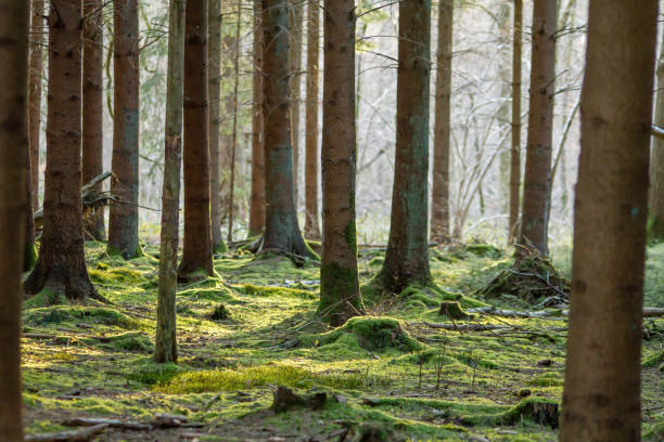 Fresh green moss carpet in the forest