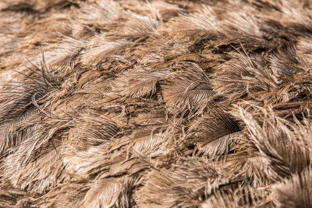 texture de fond de plume d’autruche. fermez-vous vers le haut - ostrich bird wind fluffy photos et images de collection