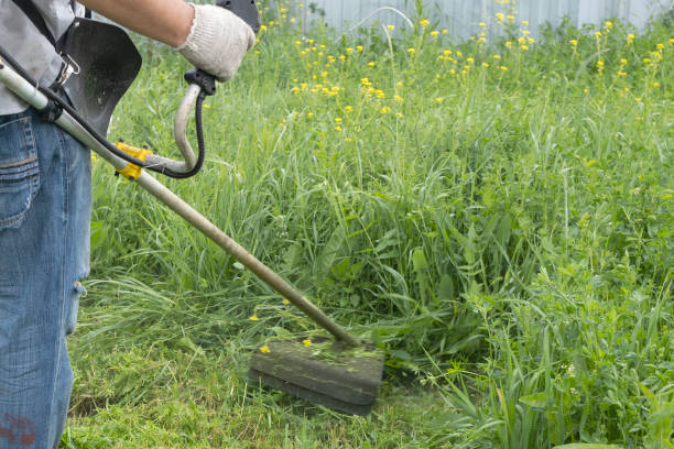 istock A man mows the thick tall grass with a gasoline trimmer. The lawn mower's work 1256535957
