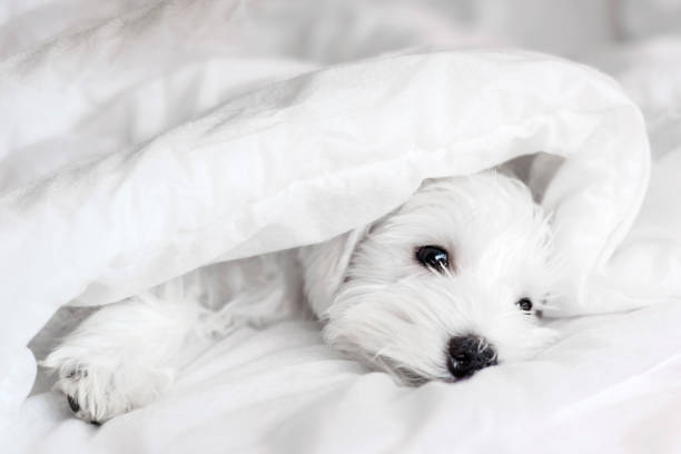 istock Sleeping white puppy under white blanket, sleeping Schnauzer 1256537054