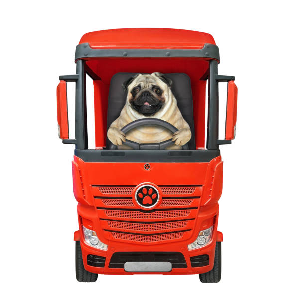 istock Pug driving red truck 1256537189