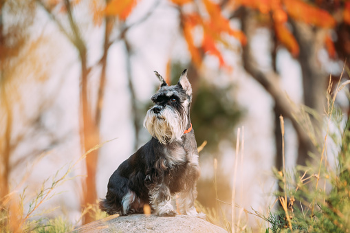Miniature Schnauzer Dog Or Zwergschnauzer Funny Sitting Outdoor In Autumn Day.