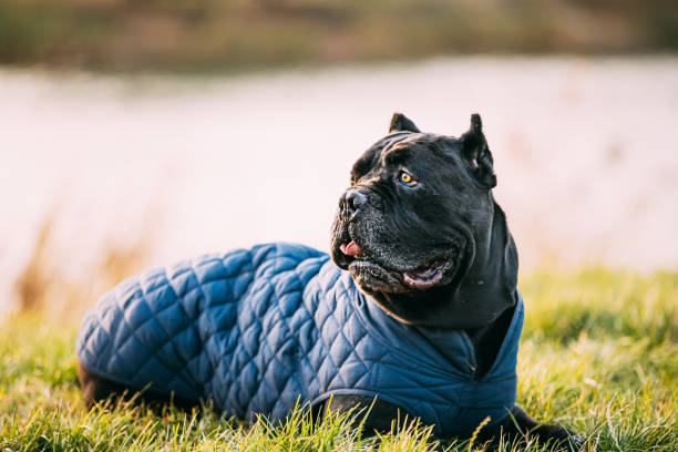 Black Cane Corso Dog Sitting In Grass. Dog Wears In Warm Clothes. Big Dog Breeds Black Cane Corso Dog Sitting In Grass. Dog Wears In Warm Clothes. Big Dog Breeds. cane corso stock pictures, royalty-free photos & images