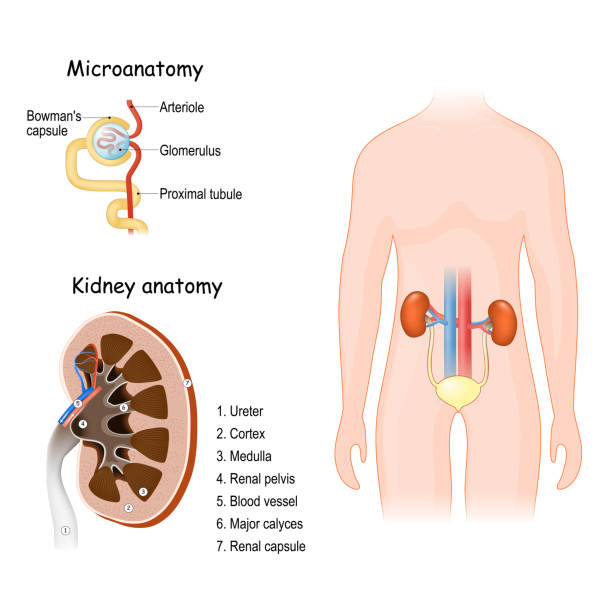 인간 오줌 시스템. 신장 해부학 - glomerulus stock illustrations