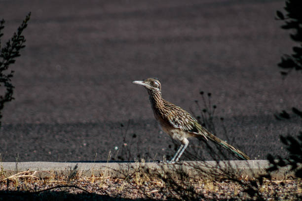 istock Arizona roadrunner in a parkinglot 1256538380