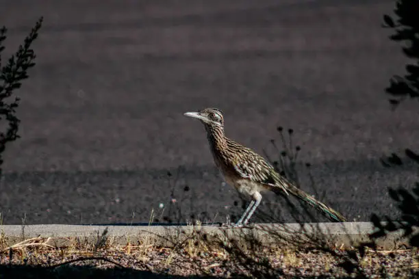 Roadrunner stops for a photo in a parking lot in Arizona