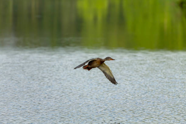 istock Female mallard Duck  in flight over lake. 1256538585