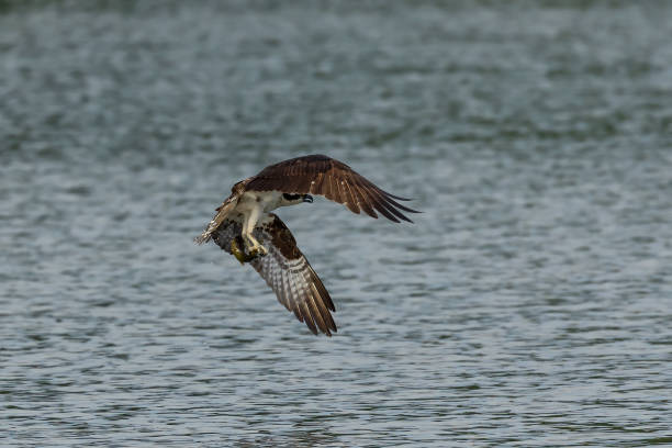 istock Western osprey on the hunt 1256538666