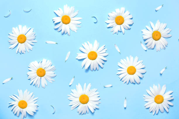 istock Daisies flowers top view pattern on blue background,chamomile flat lay floral backdrop.. 1256539711