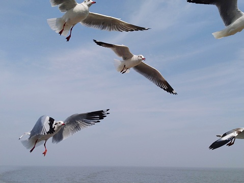 A group of birds flying over the top of the sea.