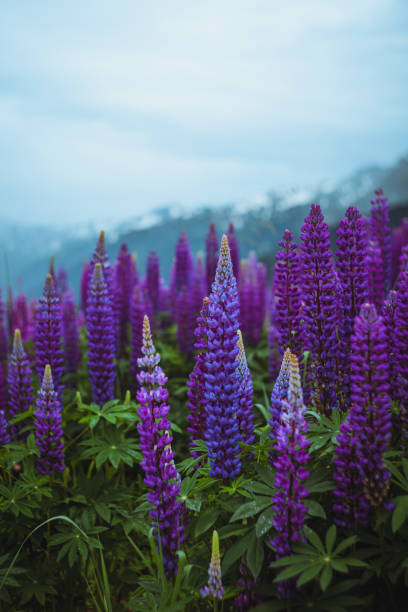 Photo of A gloomy landscape with a field of lupins in the mountains. Background with space for text.