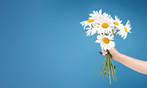 istock Camomile daisy flower bouquet in hand on blue background empty copy space.Teacher's day.Mother's day. 1256539973