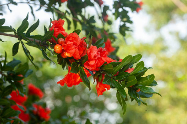 꽃이 만발한 석류 나무 - pomegranate pomegranite tree tree leaf 뉴스 사진 이미지