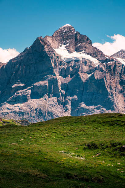 alpejskie pastwiska i ośnieżony szczyt - wengen mountain peak eiger field zdjęcia i obrazy z banku zdjęć