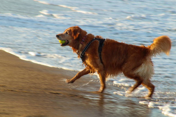 istock Golden retriever playing fetch at the beach 1256542255