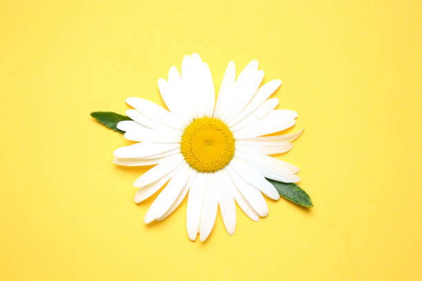 istock Camomile,chamomile,daisy flower top view on yellow background. 1256542262