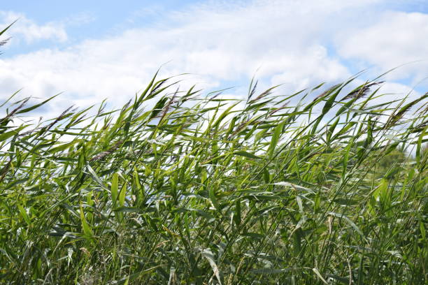 istock Green grass on a background of blue sky with clouds 1256543239
