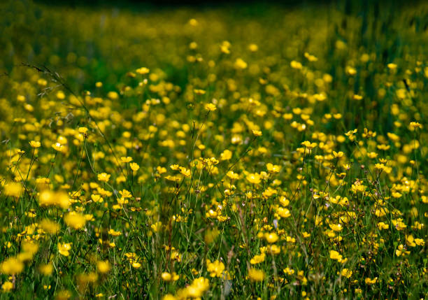 Field of Trefoil. Captured in Goulais River, Northern Ontario.