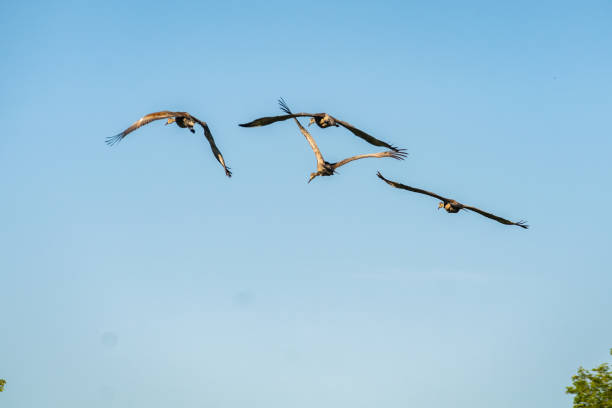 istock Flock of Sandhill Cranes Taking Off 1256543921