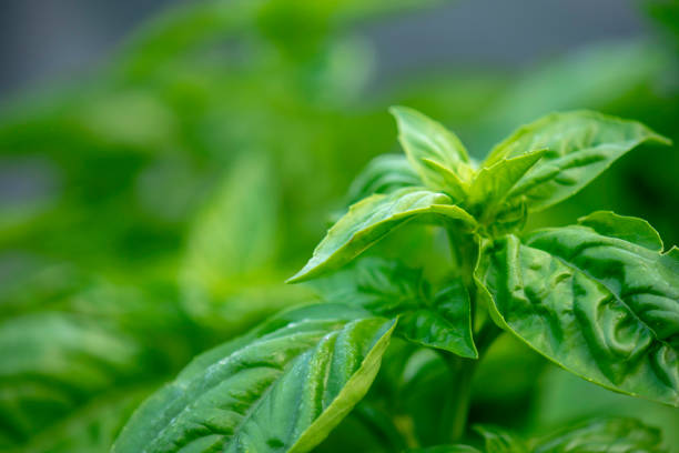 istock Detail of Sweet Basil #3 1256545146