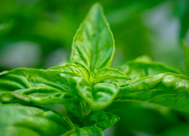 istock Detail of Sweet Basil #5 1256545222