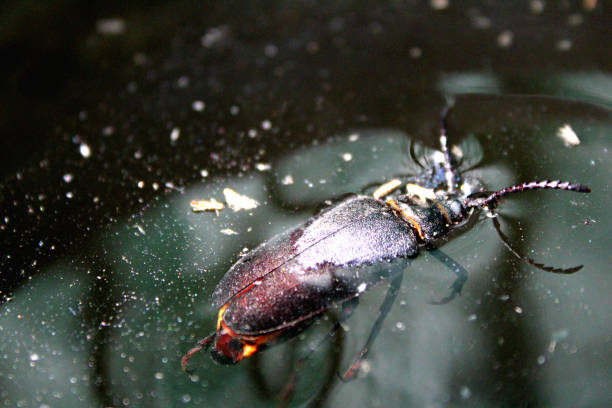 istock a large black beetle floats in the water 1256545336